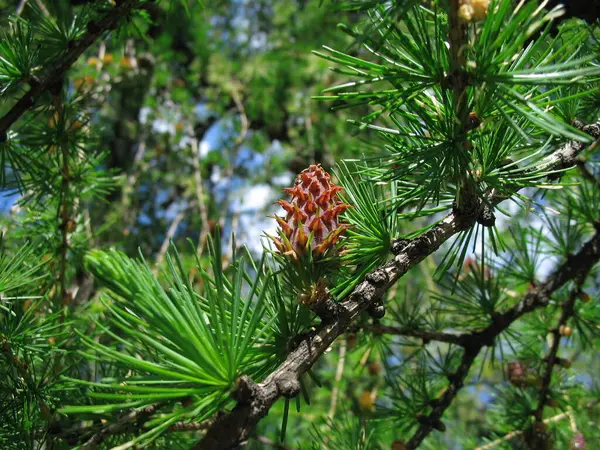 Cone Pinheiro Pinheiro Verde Parque — Fotografia de Stock