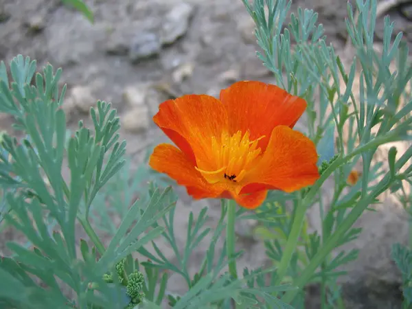 Close Shot Flower — Stock Photo, Image