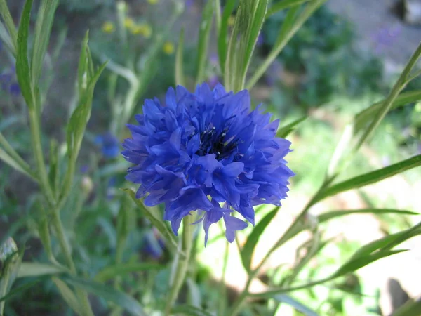 Close Shot Van Een Bloem — Stockfoto