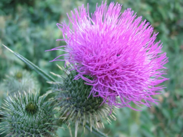 Gros Plan Une Fleur — Photo