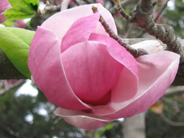 Close Tiro Uma Flor — Fotografia de Stock