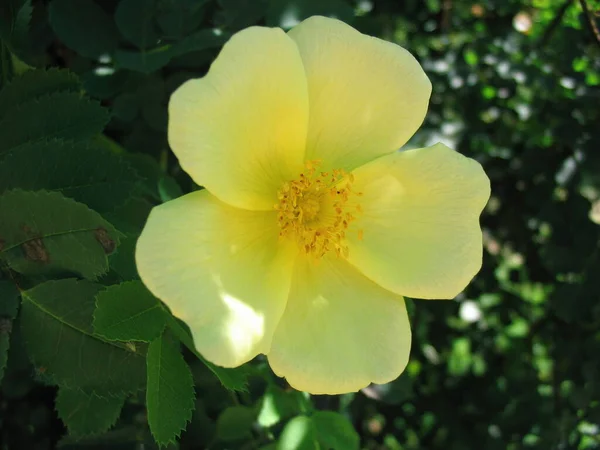 Close Shot Van Een Bloem — Stockfoto