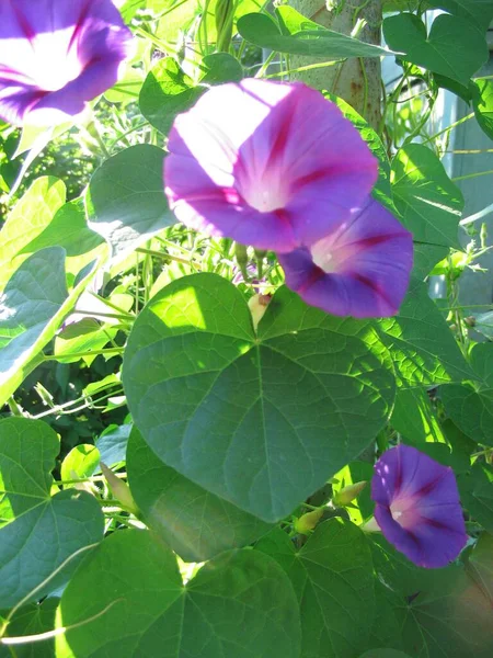 Primer Plano Una Flor — Foto de Stock