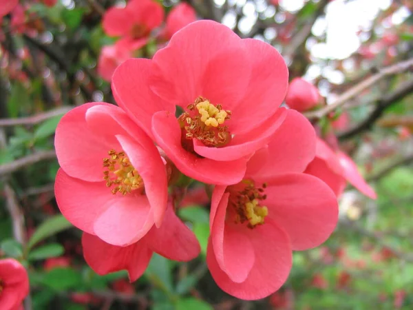 Primer Plano Una Flor — Foto de Stock