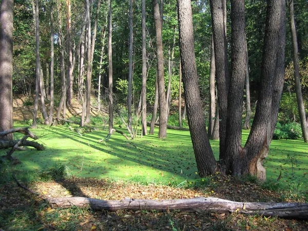 Marais Dans Forêt Eau Est Couverte Lentilles Vertes Feuilles — Photo