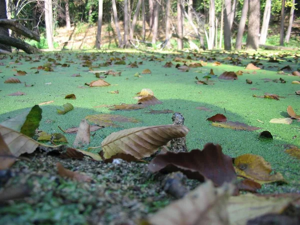 Moeras Het Bos Het Water Bedekt Met Groene Eendenkroos Bladeren — Stockfoto