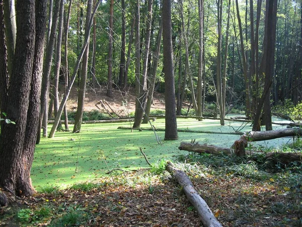 Bagno Lesie Woda Jest Pokryta Zielonym Kaczątkiem Liście — Zdjęcie stockowe