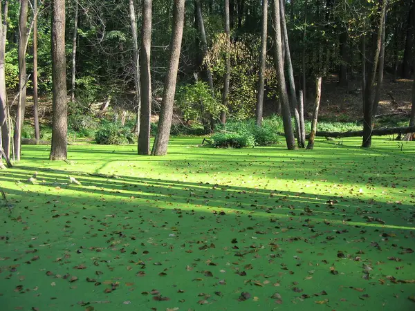 Moeras Het Bos Het Water Bedekt Met Groene Eendenkroos Bladeren — Stockfoto