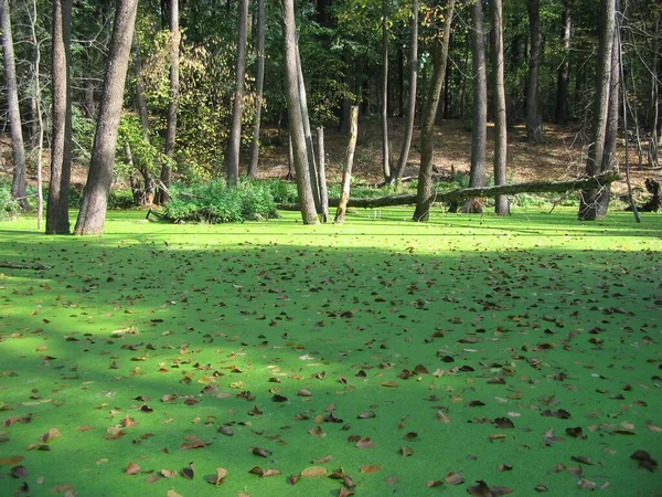 Pântano Floresta Água Coberta Com Ervas Daninhas Verdes Folhas — Fotografia de Stock