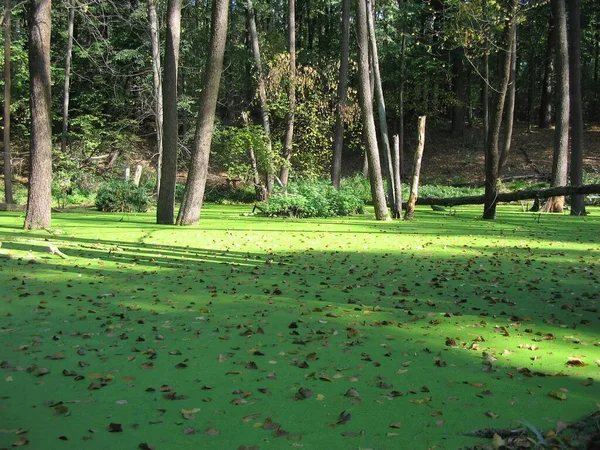 Marais Dans Forêt Eau Est Couverte Lentilles Vertes Feuilles — Photo