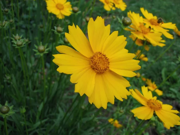 Close Tiro Uma Flor — Fotografia de Stock