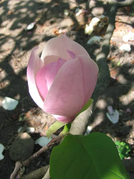 Nahaufnahme Einer Blume — Stockfoto