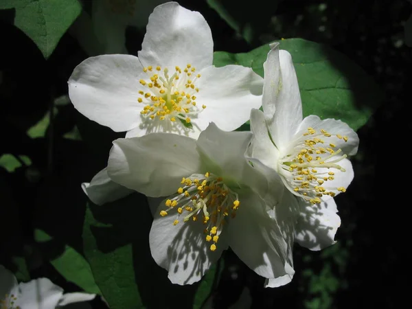 Primer Plano Una Flor — Foto de Stock