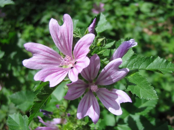 Colpo Primo Piano Fiore — Foto Stock