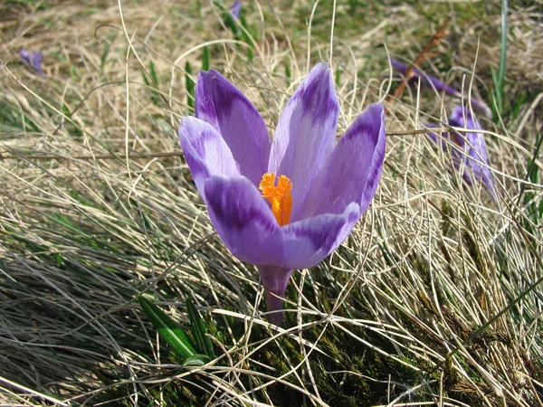 Colpo Primo Piano Fiore — Foto Stock