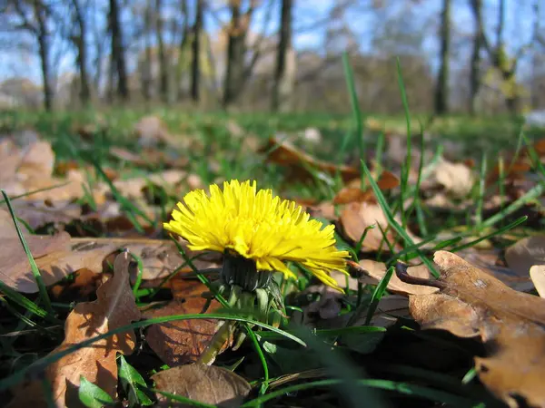 Close Shot Flower — Stock Photo, Image