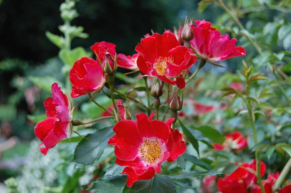 Primer Plano Una Flor — Foto de Stock