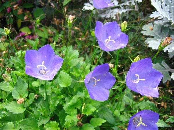 Primer Plano Una Flor — Foto de Stock