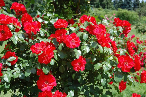 Primer Plano Una Flor — Foto de Stock