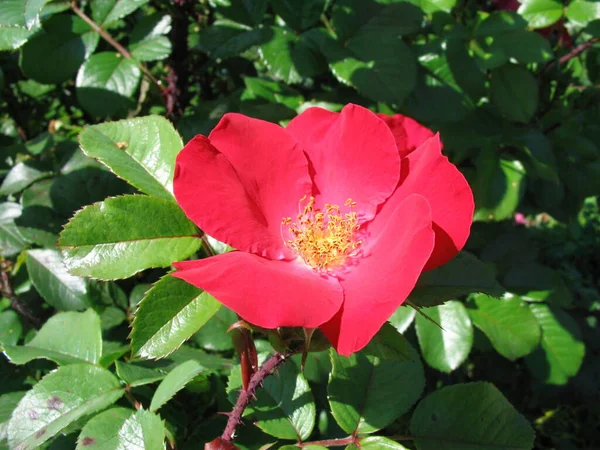 Close Shot Van Een Bloem — Stockfoto