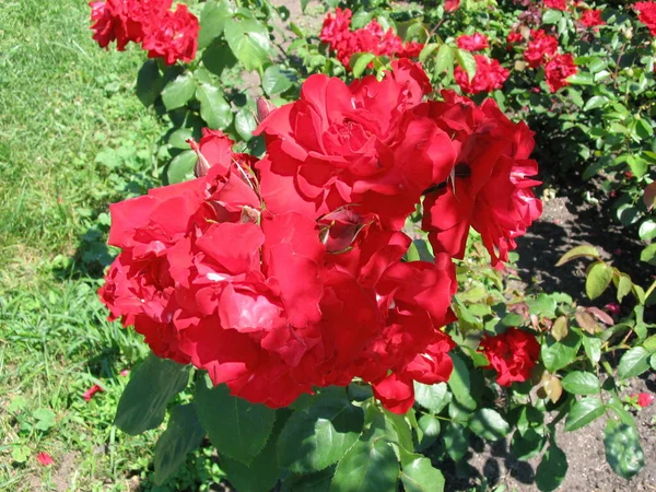 Nahaufnahme Einer Blume — Stockfoto