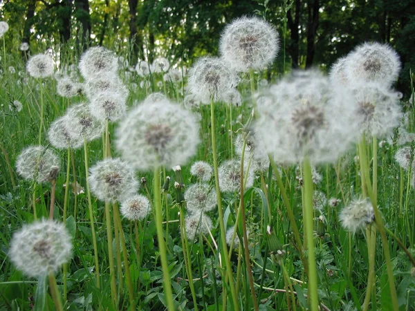 花のクローズアップ撮影 — ストック写真