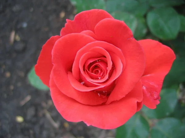 Close Tiro Uma Flor — Fotografia de Stock