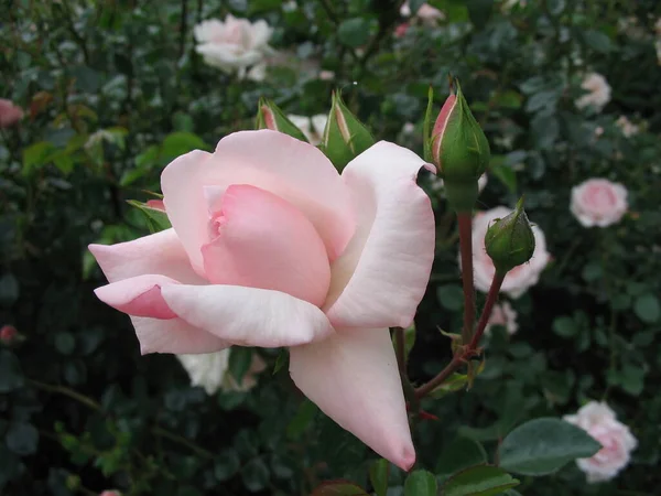 Nahaufnahme Einer Blume — Stockfoto