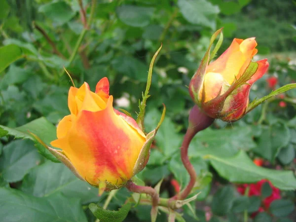 Primer Plano Una Flor — Foto de Stock