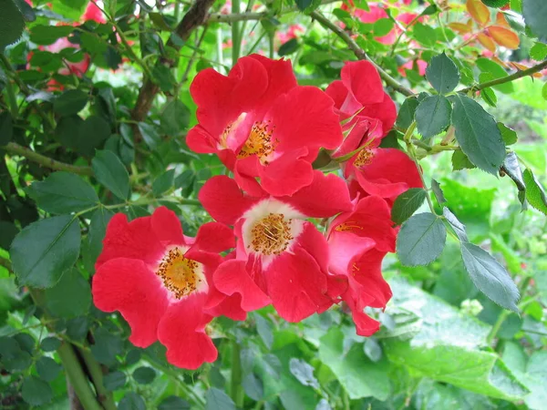 Primer Plano Una Flor — Foto de Stock