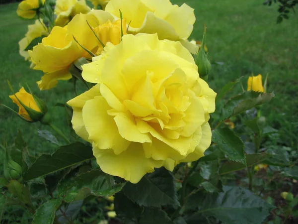 Nahaufnahme Einer Blume — Stockfoto