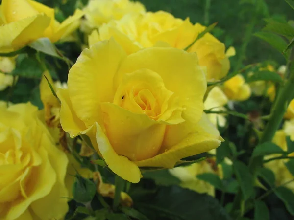 Close Tiro Uma Flor — Fotografia de Stock