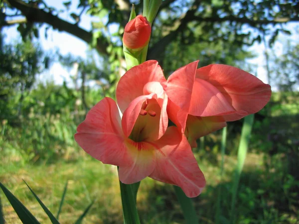 Macro Photography Flower — Stock Photo, Image