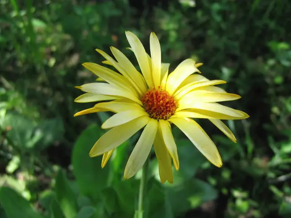 Bir Çiçeğin Makro Fotoğrafı — Stok fotoğraf