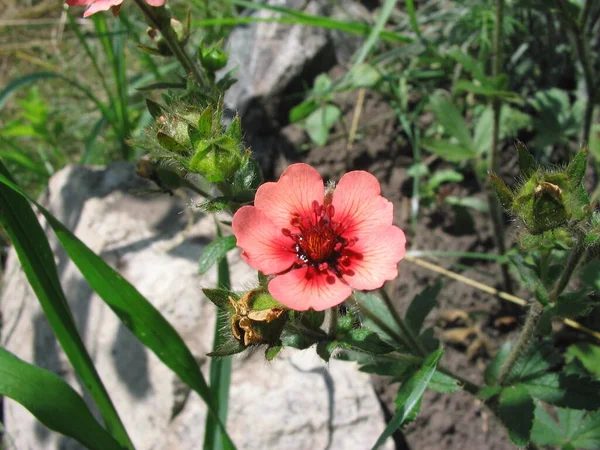 Bir Çiçeğin Makro Fotoğrafı — Stok fotoğraf