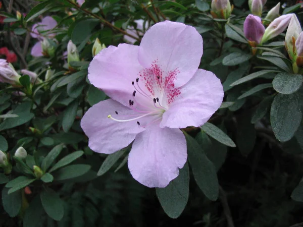 Macro Fotografía Una Flor — Foto de Stock