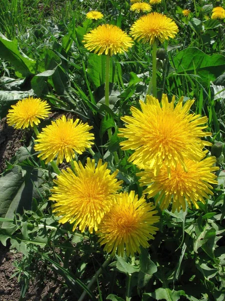 Close Shot Flower — Stock Photo, Image