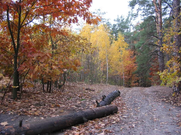 Красивые Пейзажи Осеннего Леса — стоковое фото