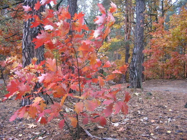 Bellissimo Scenario Della Foresta Autunnale — Foto Stock