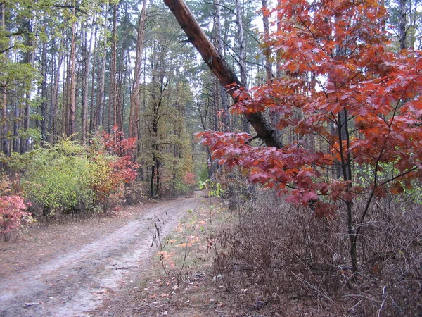 Krásná Scenérie Podzimního Lesa — Stock fotografie