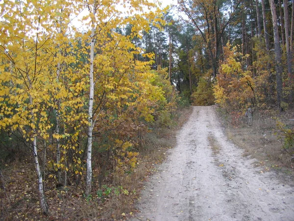 Красивые Пейзажи Осеннего Леса — стоковое фото