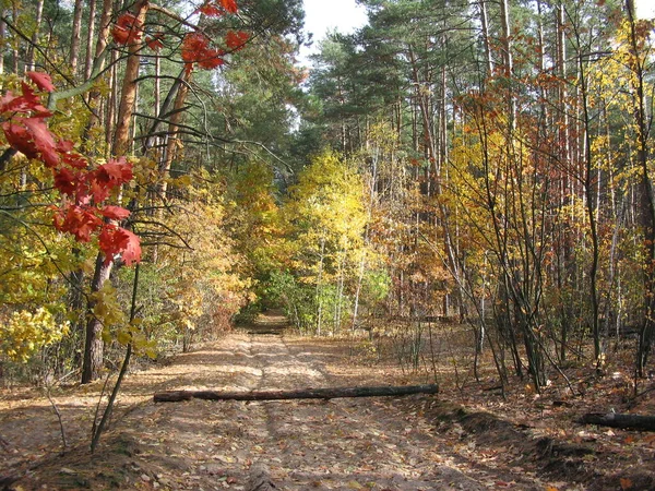 Piękne Krajobrazy Jesiennego Lasu — Zdjęcie stockowe