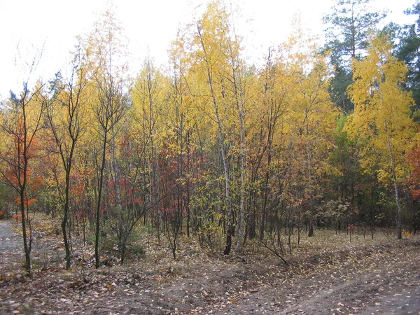 Hermoso Paisaje Bosque Otoño —  Fotos de Stock