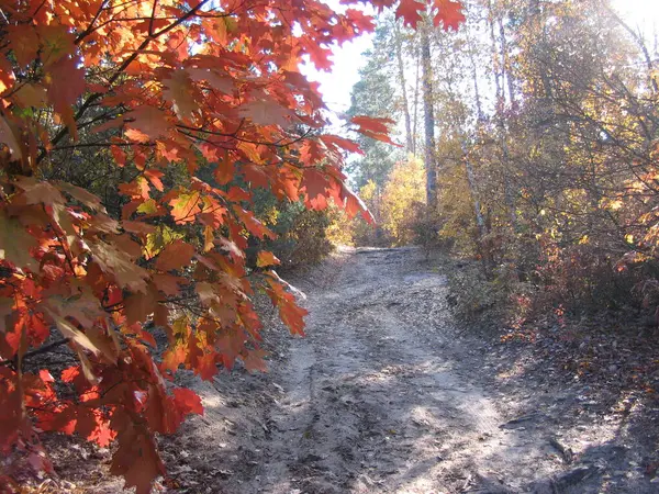 Prachtig Landschap Van Herfstbos — Stockfoto