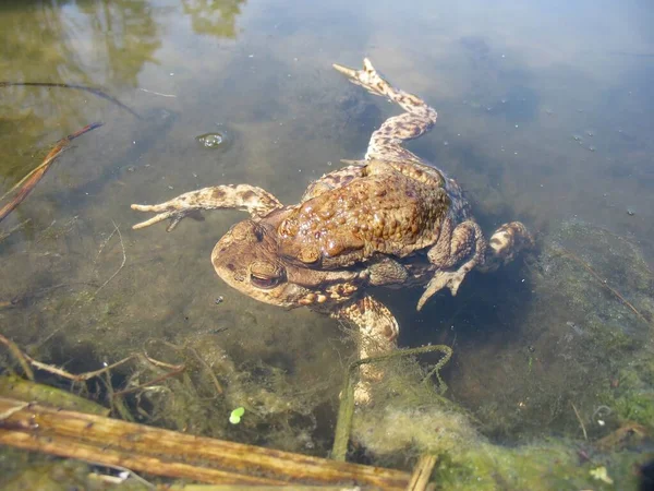 Une Grenouille Dans Lac Près Rivage Prélasse Soleil — Photo