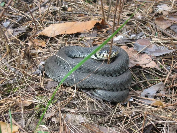 Uma Cobra Venenosa Está Descansando Floresta — Fotografia de Stock