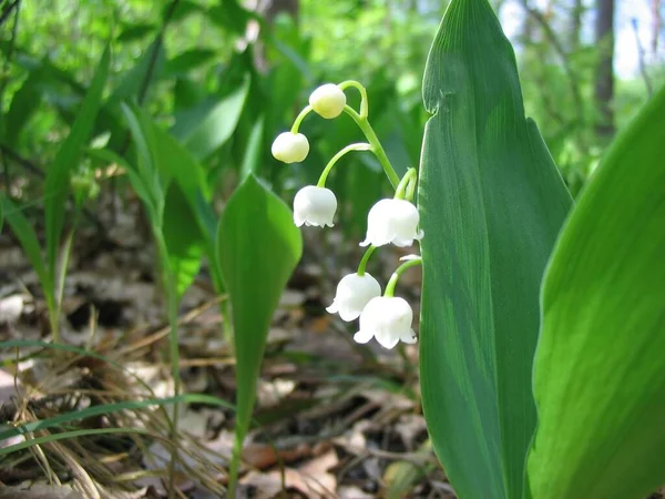 Gigli Della Valle Nel Bosco Primaverile — Foto Stock