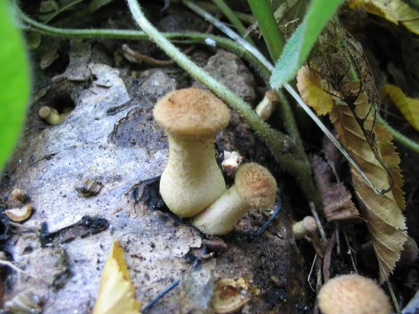 Funghi Miele Nella Foresta Autunnale — Foto Stock