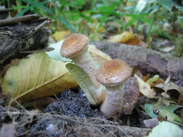 Funghi Miele Nella Foresta Autunnale — Foto Stock