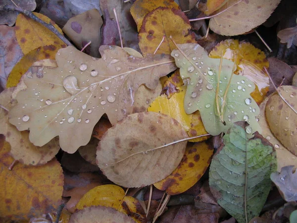 Folhas Floresta Outono Cobertas Com Gotas Orvalho — Fotografia de Stock